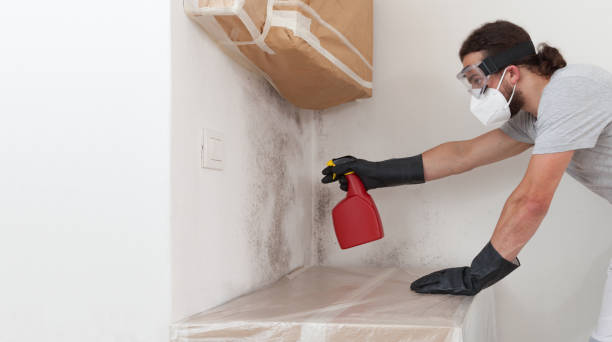Professional Attic Mold Removal technician working in Gowen, MI