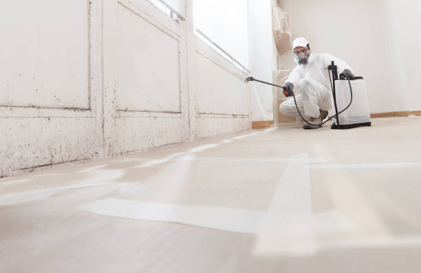 24/7 Emergency Attic Mold Removal experts in Gowen, MI