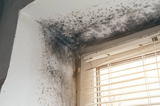 Trusted Black Mold Removal service in Gowen, MI - Cheap Mold Removal