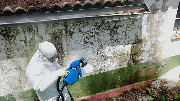 Trusted Attic Mold Removal service in Gowen, MI - Cheap Mold Removal